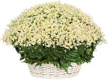 Цветочная композиция из Ромашки в корзине #REPLACE_PRED# Поселок Володарского